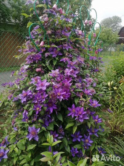 Клематис(бронь до 15 июля)