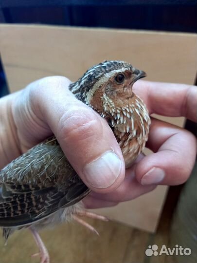 Птицы перепил