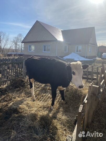 Корова нетель