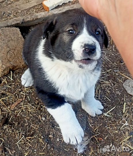 Щенок в добрые руки