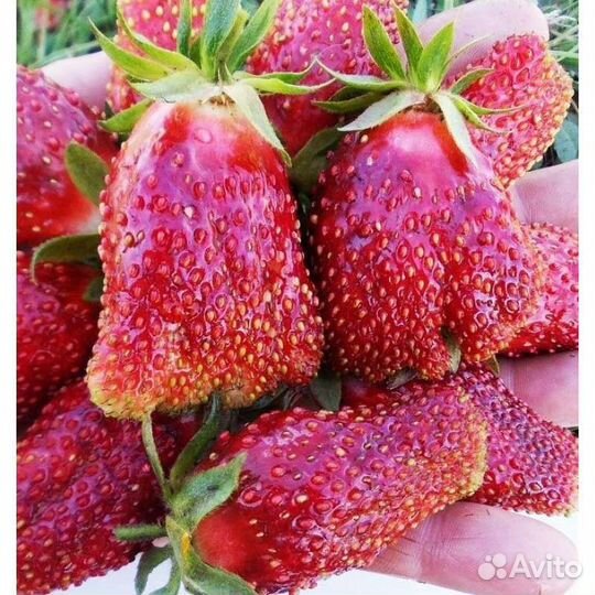 Рассада клубники купчиха