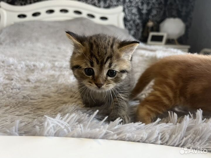 Кошки в добрые руки