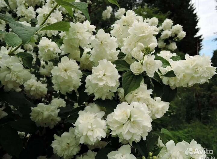 Чубушник сорт 