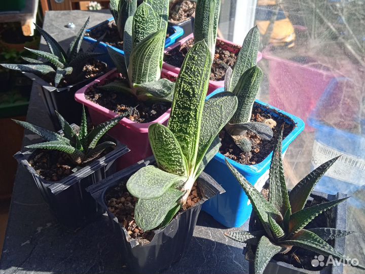 Гастерия little warty