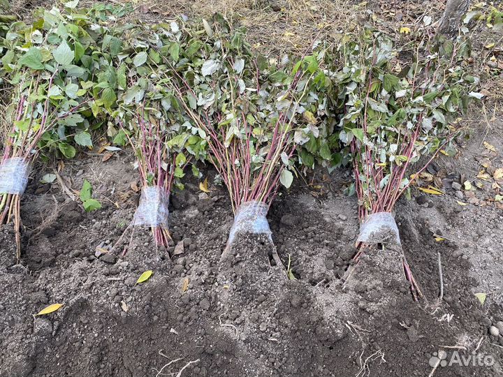 Саженцы малины