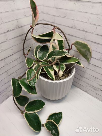 Хойи сортовые