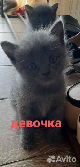 Шотладские котята