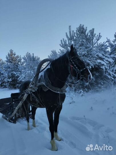 Лошадь жеребец