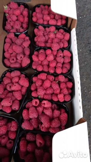 Малина свежая темная дикая крупная кг