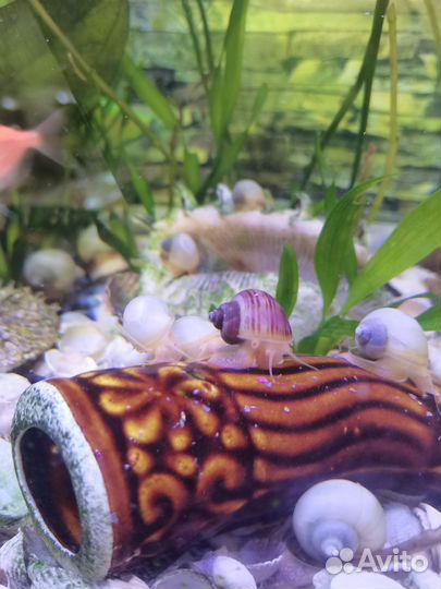Улитки аквариумные ампулярии