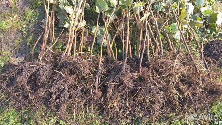 «Саженцы фундука»