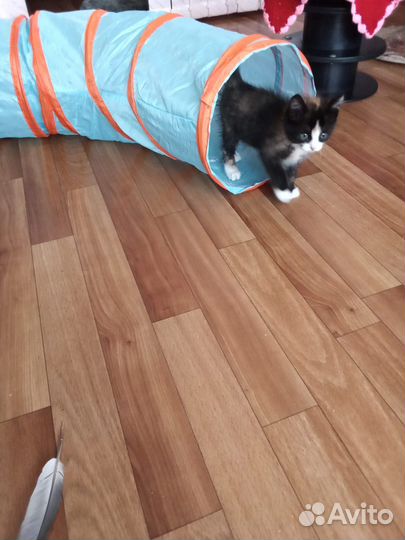 Котенок девочка в добрые руки приучена к лотку