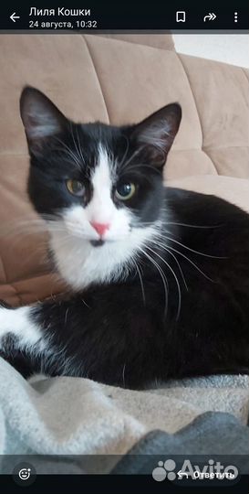 Кошка молодая