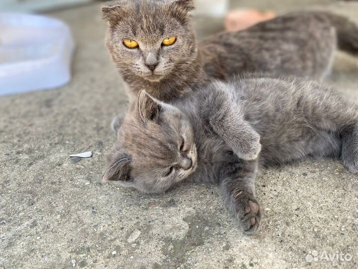 Британская