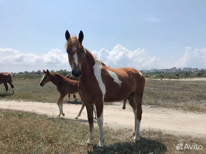 Продам*жеребчика*