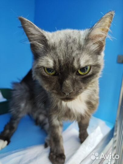 Некуда идти, остаётся только приют