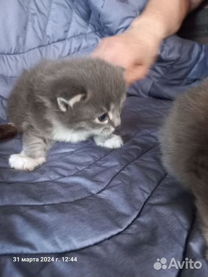 Котята в добрые руки бесплатно