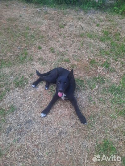 Собака в добрые руки