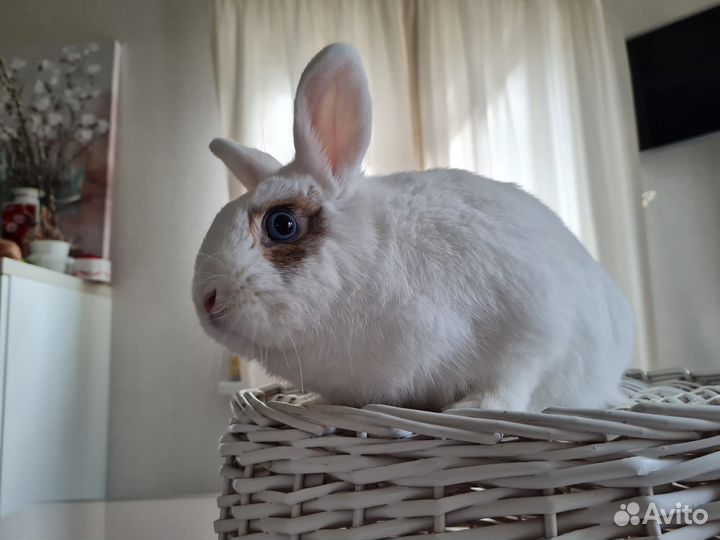 Вязка кроликов