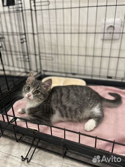 Котенок ищет дом