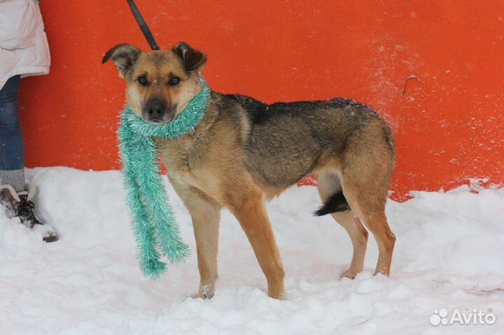 Брошенная преданная Викки ищет новый дом