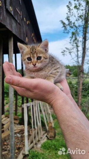Котенок