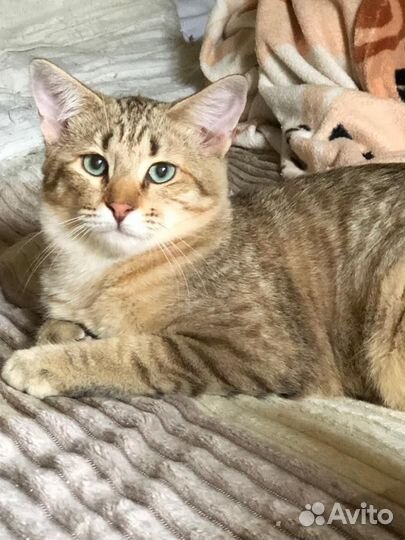 Ориентальная кошка в добрые руки