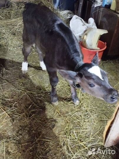 Бычки и быки