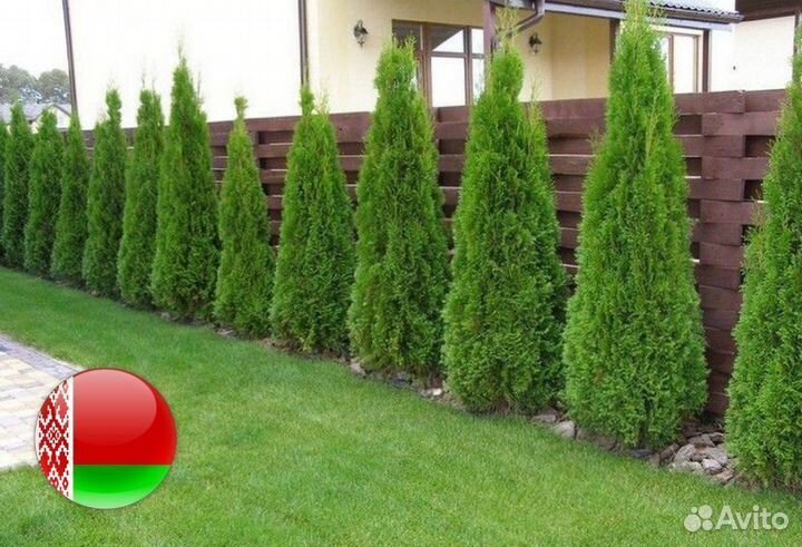 Туи из питомника