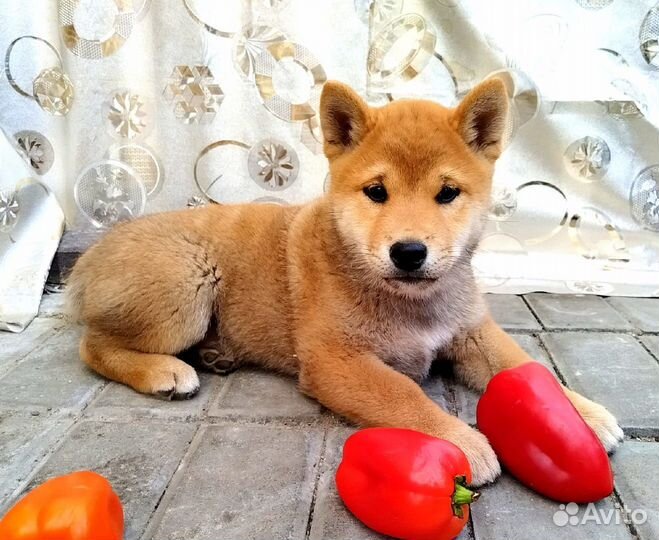 Сиба -ину мальчик