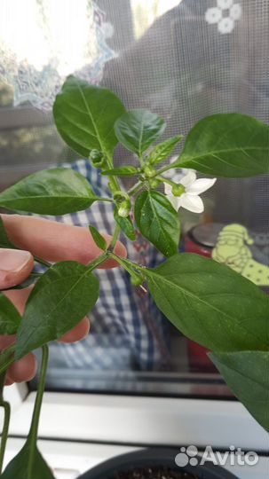 Перец острый