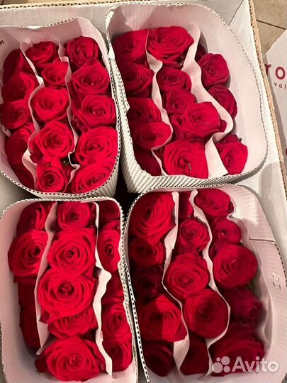 Тюльпаны к 8 Марта