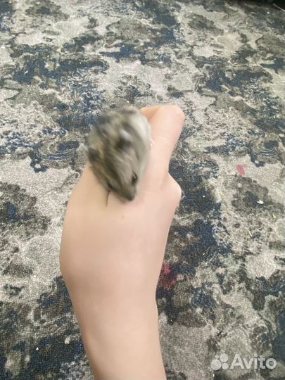 Продам хомячков,сирийких,джунгариков,крысу