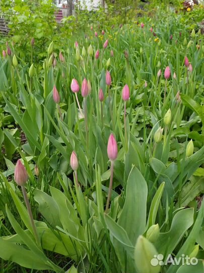 Луковицы тюльпанов