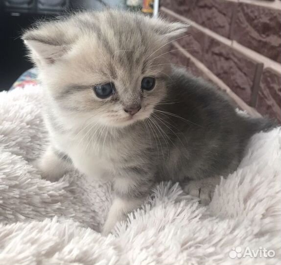 Шотландская вислоухие - страйт котята