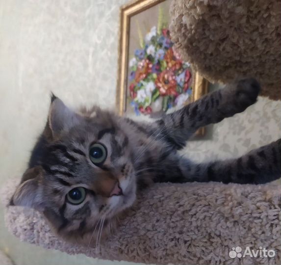 Котенок мальчик