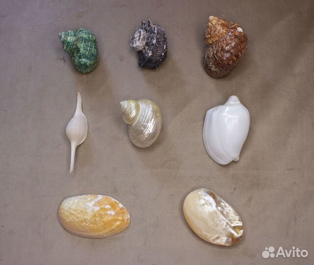 Морские ракушки разные 55-180 р/шт