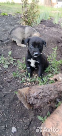 Щенки бесплатно