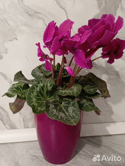 Цветы на 8 марта