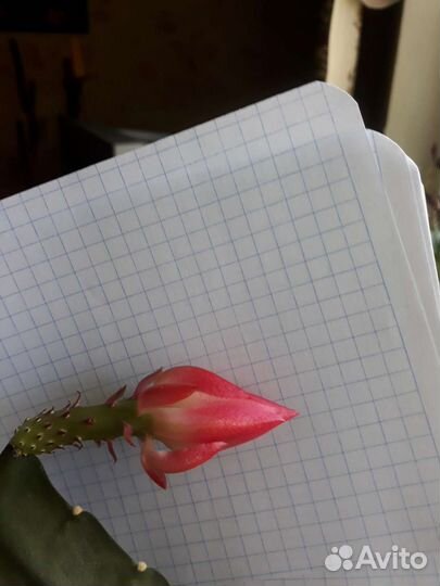 Красавец эпифиллум