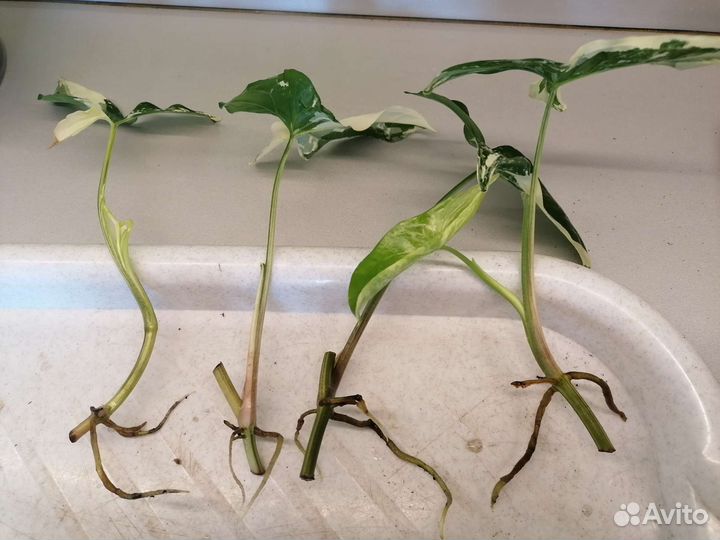 Сингониум imperial wait