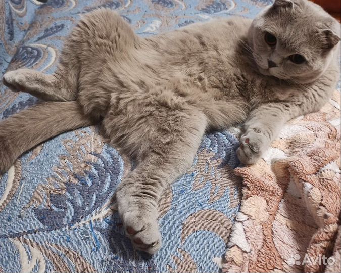 Отдам кота в добрые руки