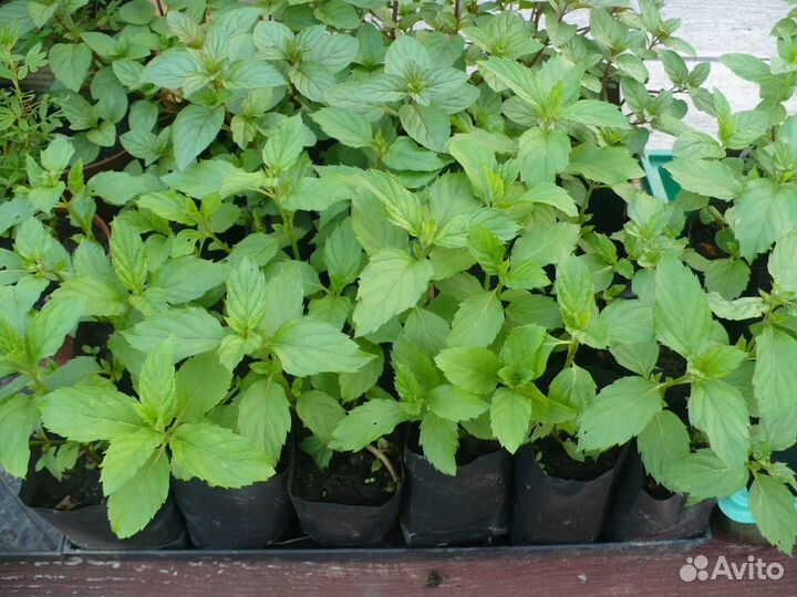 Мята сортовая (Шоколадная, Марокканская, Курчавая)