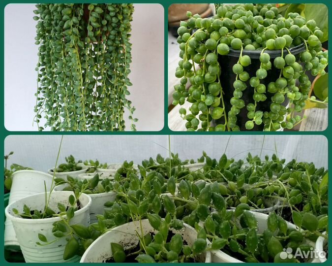 Циперус комнатные цветы