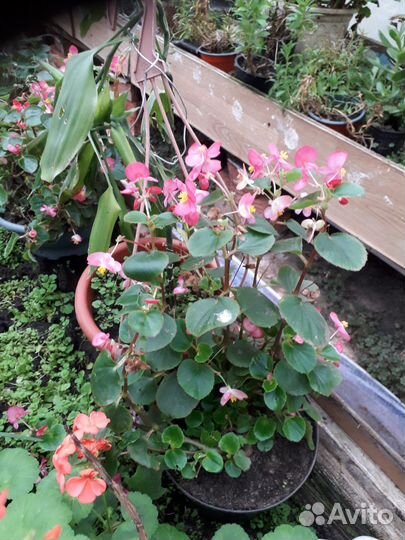 Клещевина комнотные цветы