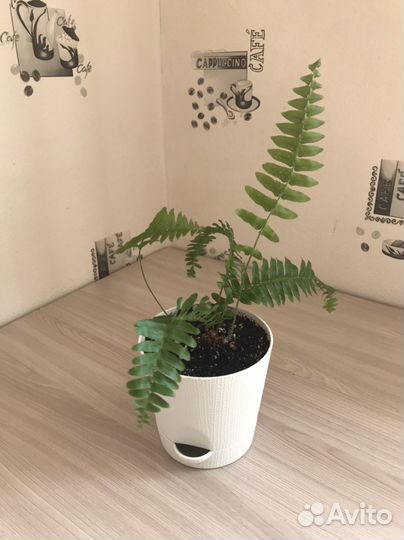 Папоротник