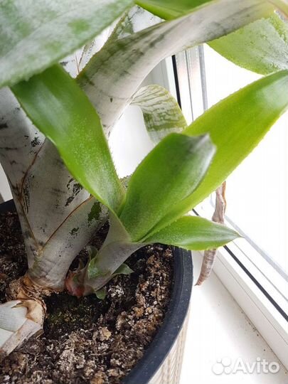 Эхмея полосатая