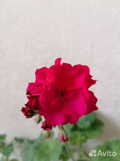 Пеларгония герань в горшке