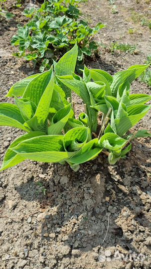 Хоста весь куст