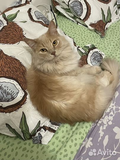 Кот сибирский метис